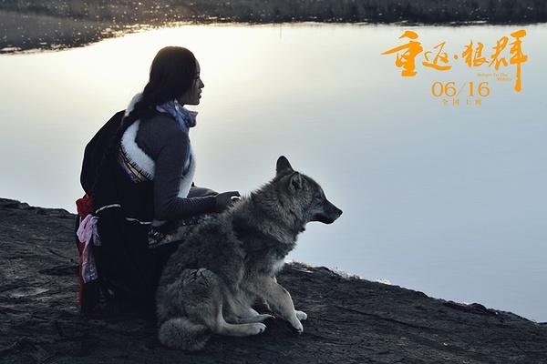 重返狼群大电影震撼上映暖哭许多人