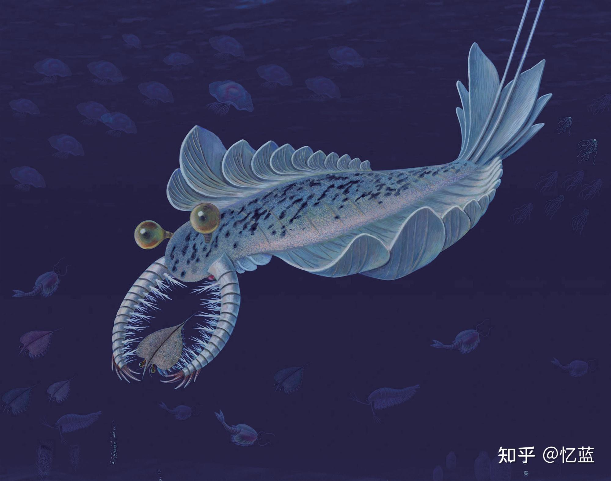 帚状奇虾复原图(来源:中科院南古所)帚状奇虾是寒武纪的顶级猎食者!