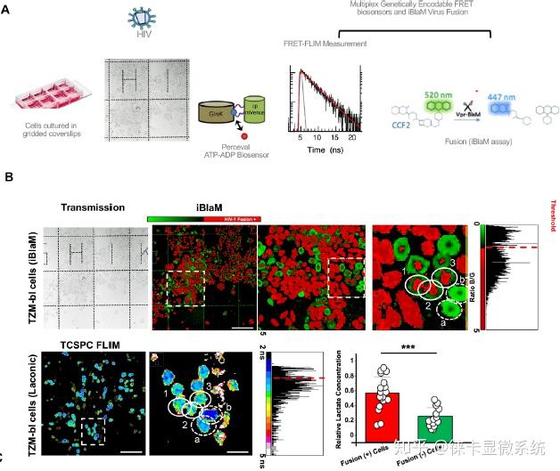 相对乳酸浓度和atp adp比率与hiv-1融合相关[4(a)fret生物传感器