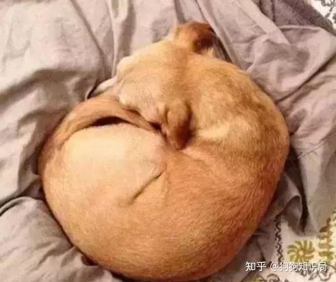 狗狗睡姿背后的含义你家的是哪种
