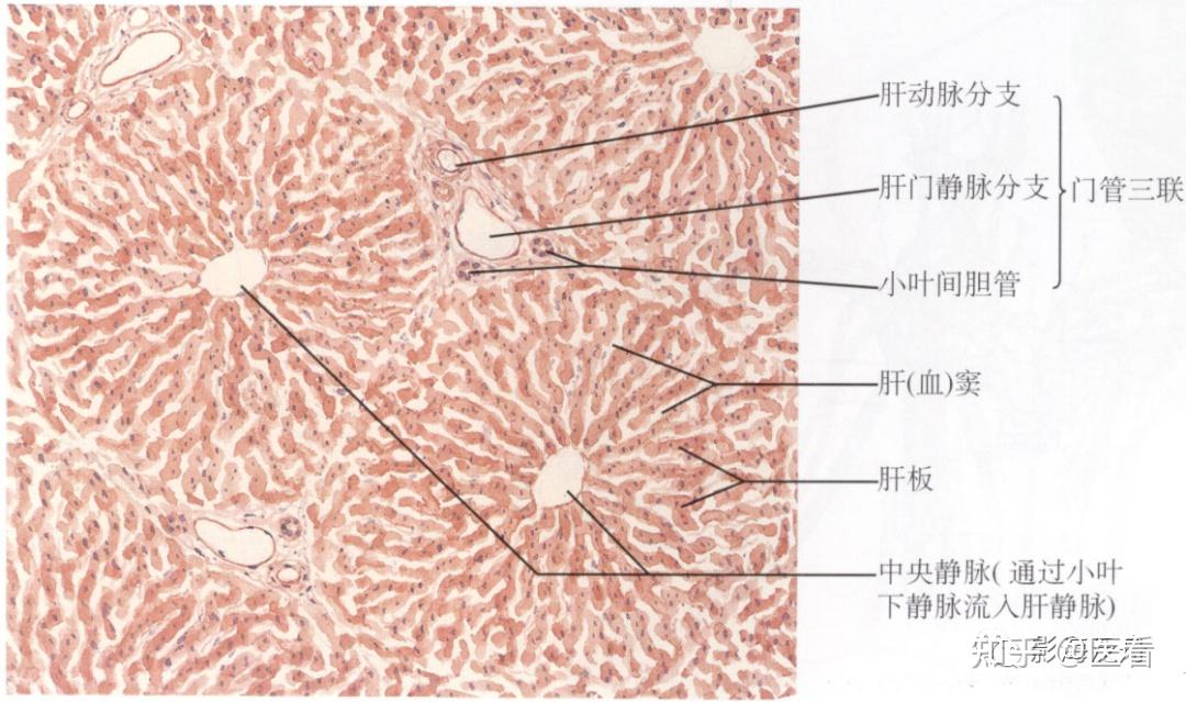 肝组织切片图结构详解图片