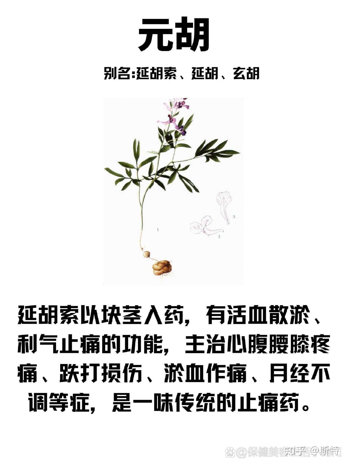 认识中草药——元胡 - 知乎