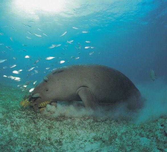 儒艮(学名: dugong dugon)主要分布于西太平洋及印度洋,喜水质良好并
