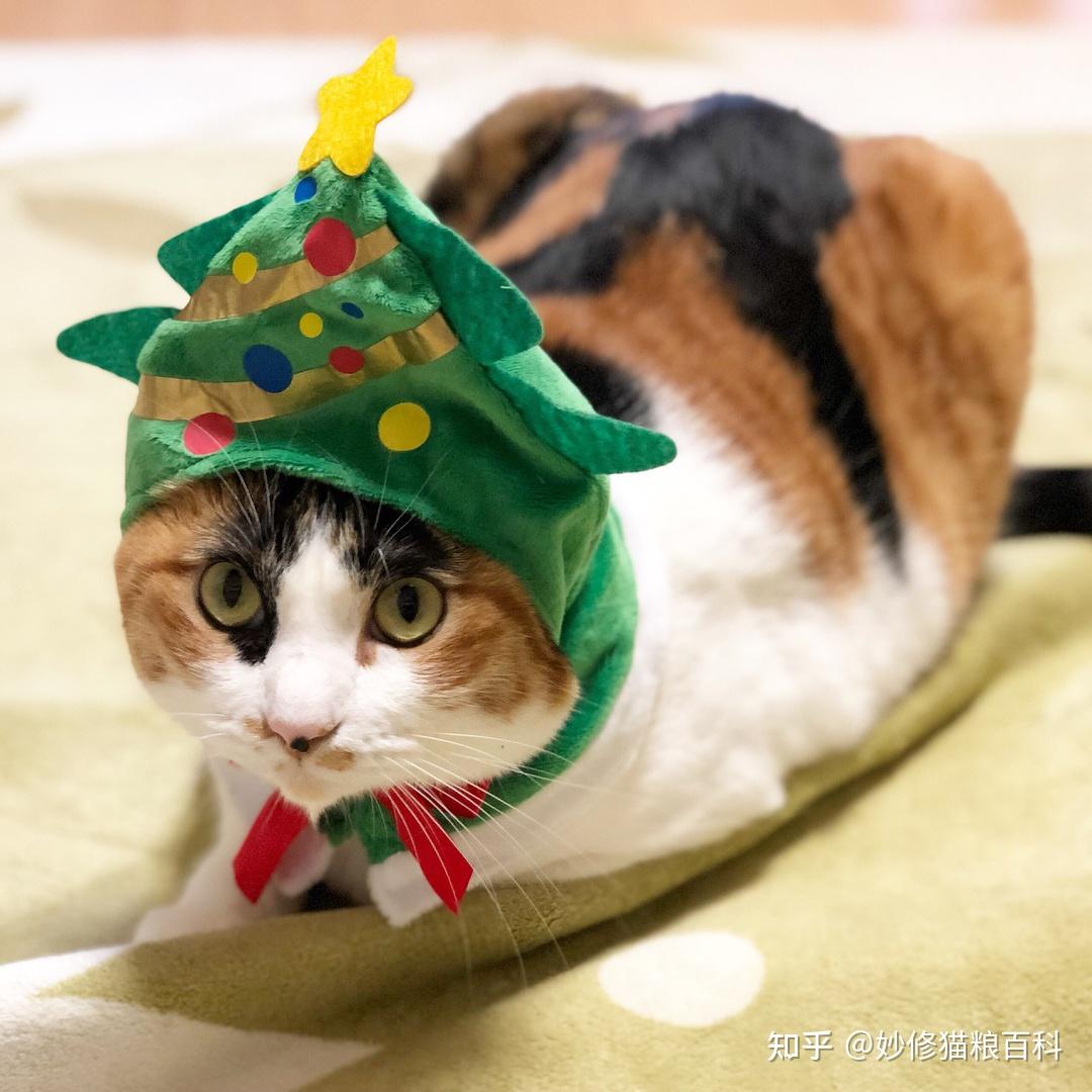 为什么更多人愿意养“三花猫”？5个原因告诉你“真相” - 知乎