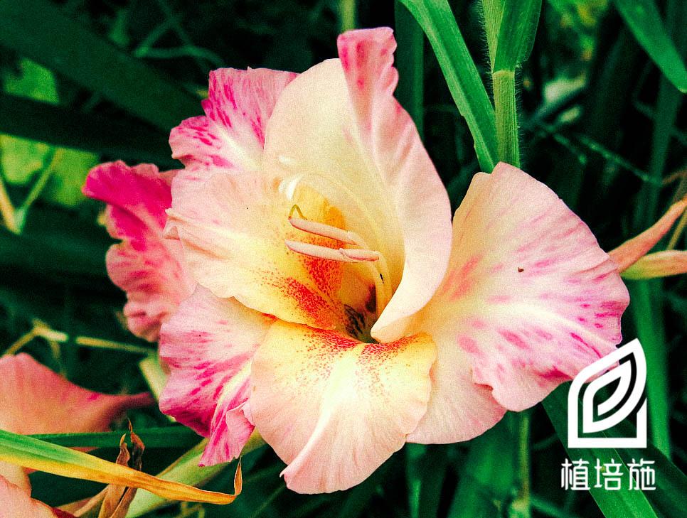 植培施 唐菖蒲gladiolus Gandavensis 球根花卉栽培手册 知乎