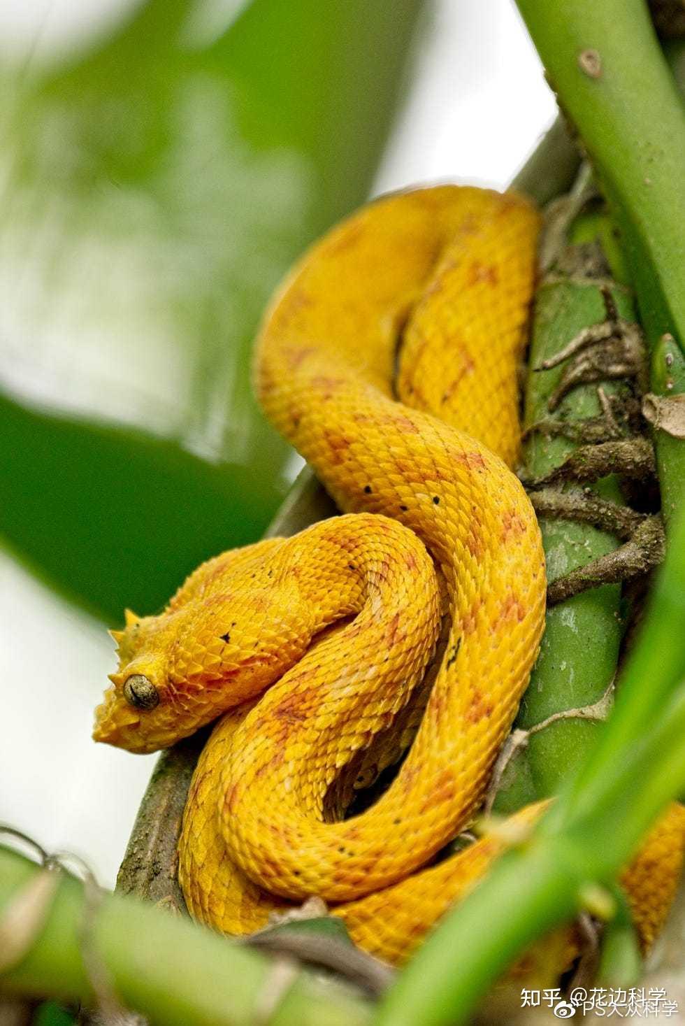 17 种不可思议的亚马逊雨林动物
