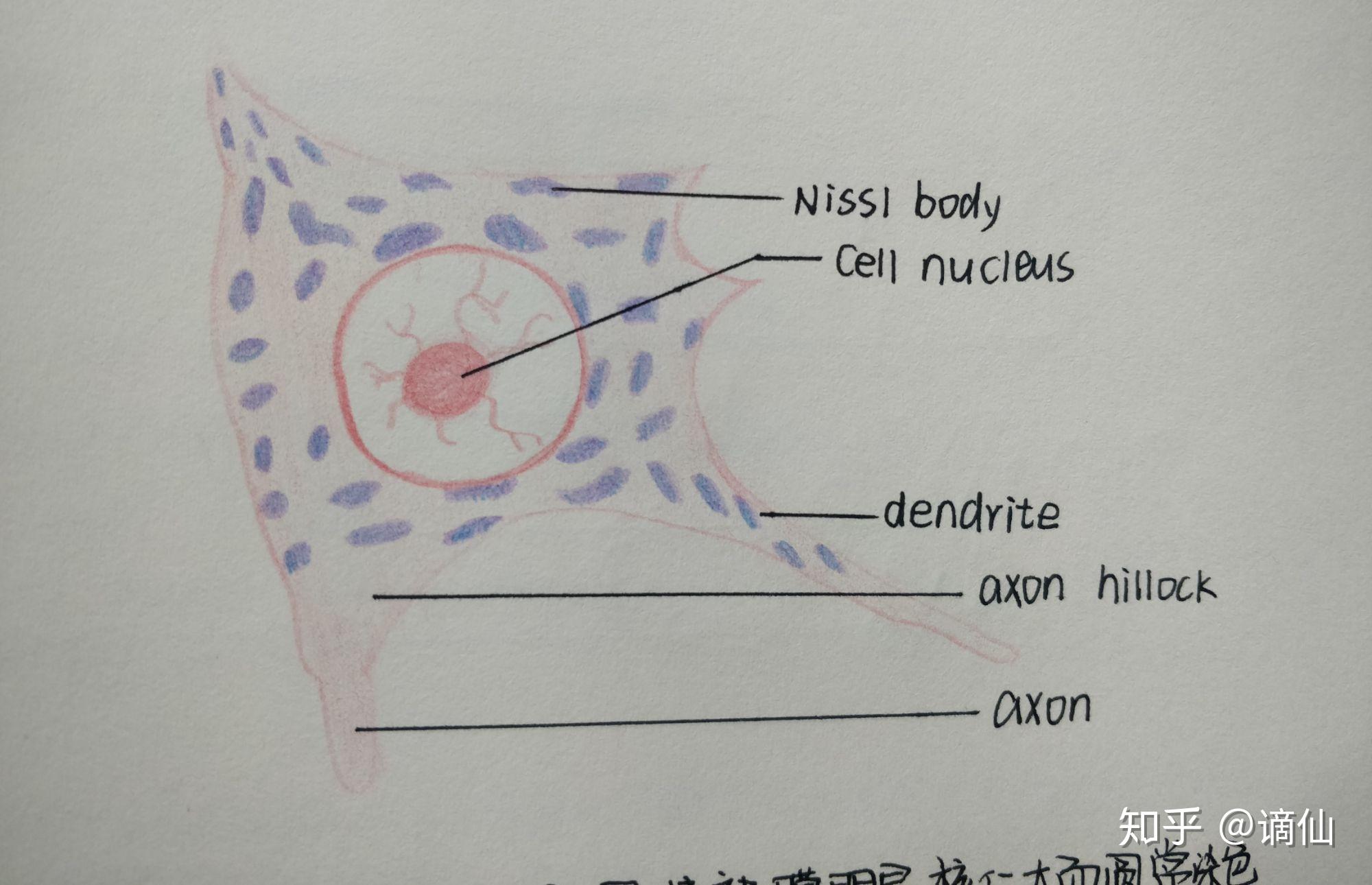 蟾蜍肌细胞图片