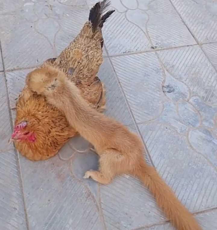 黄鼠狼不仅会给鸡"拜年",还会拜月亮!这货咋这么邪乎?别迷信