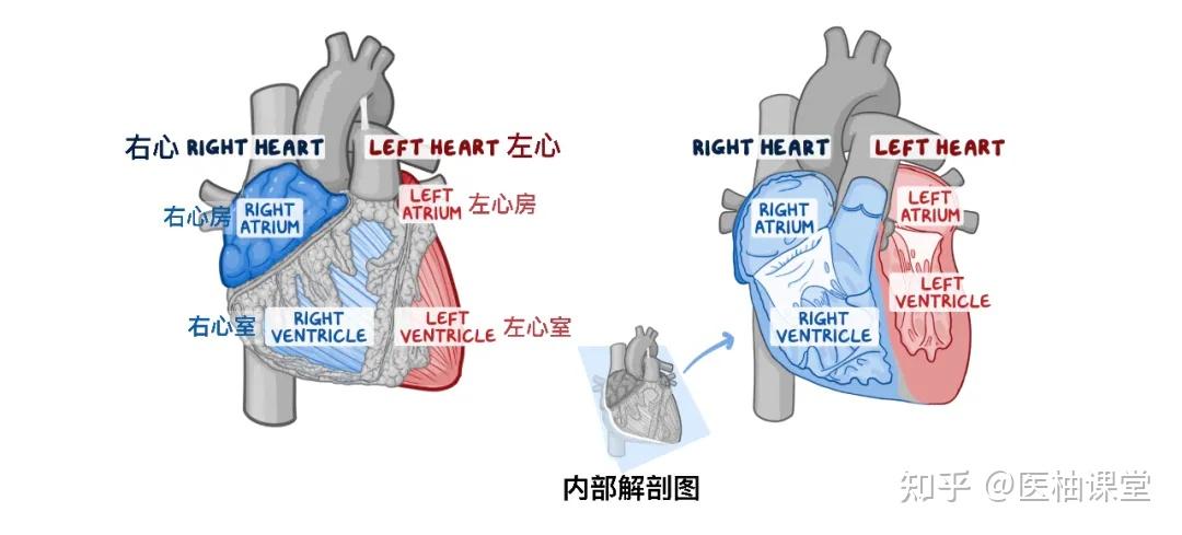 人体解剖学基础：心脏 - 知乎