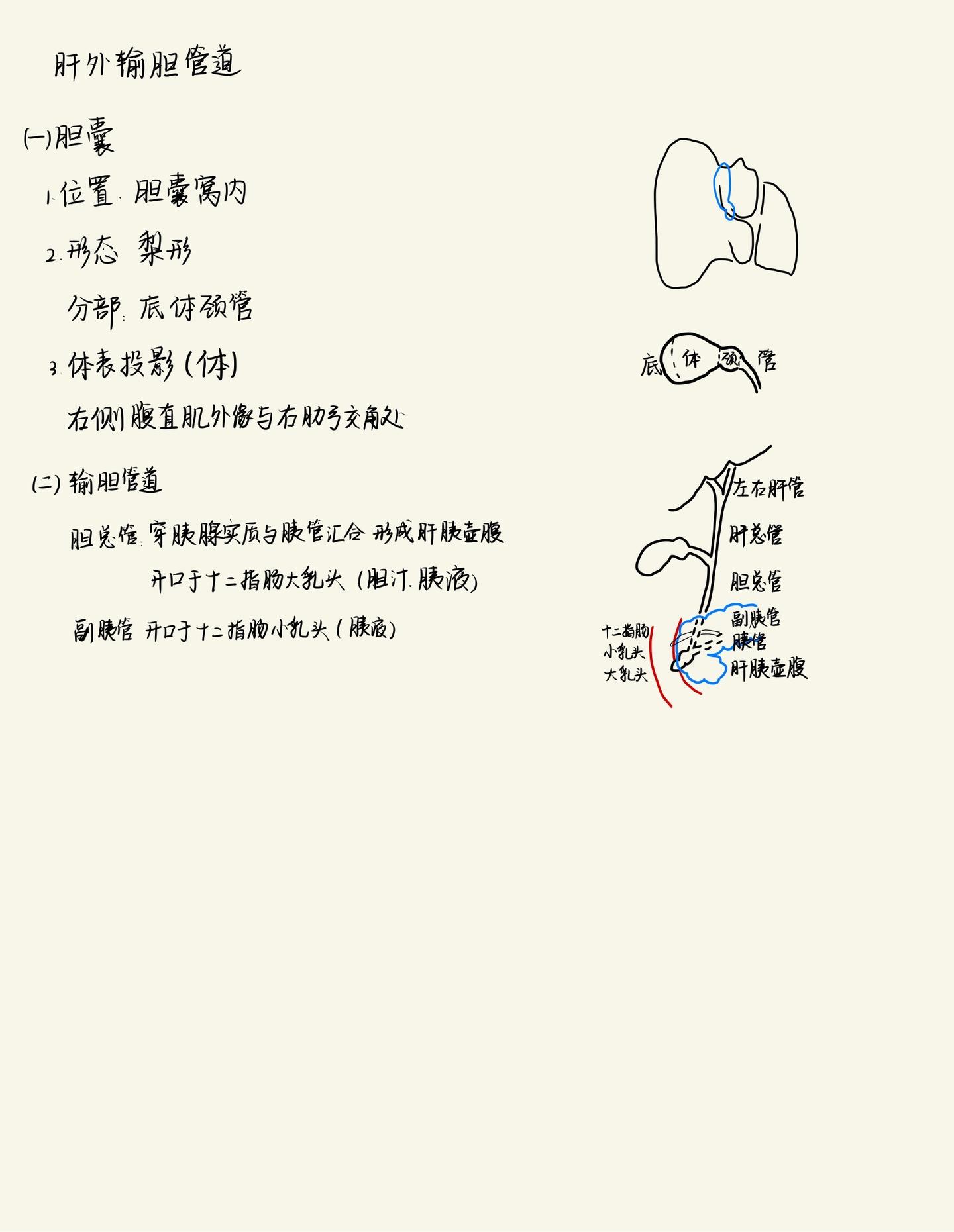 系统解剖学-霍琨老师笔记-内脏学-第五章 消化系统 - 知乎
