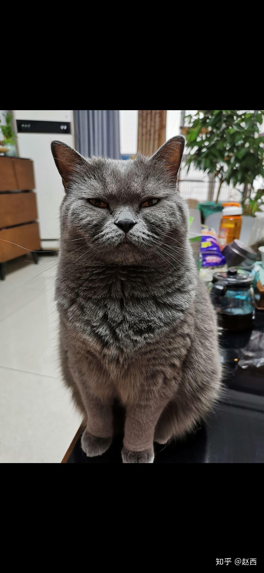 这只猫真的看起来尖嘴猴腮吗? - 知乎