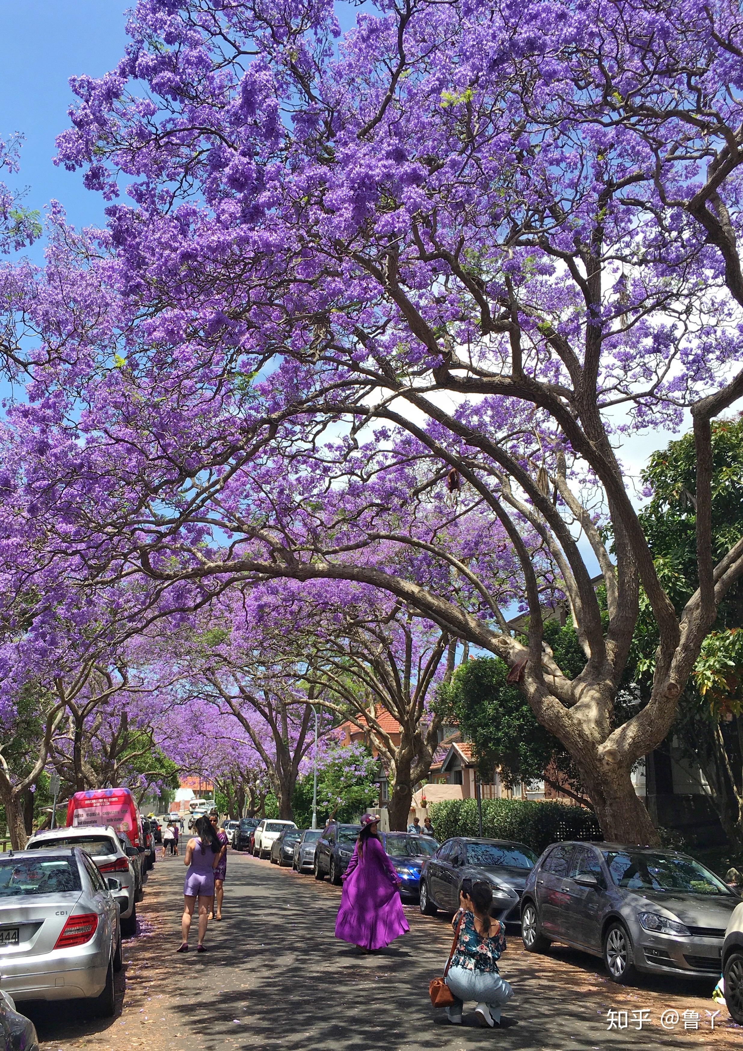 照片归类澳洲蓝花楹