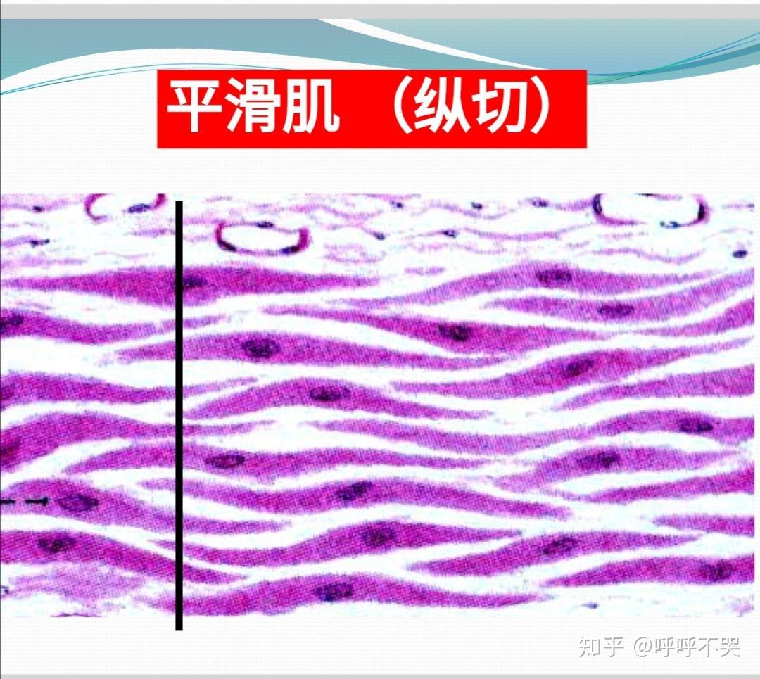 平滑肌绘图图片