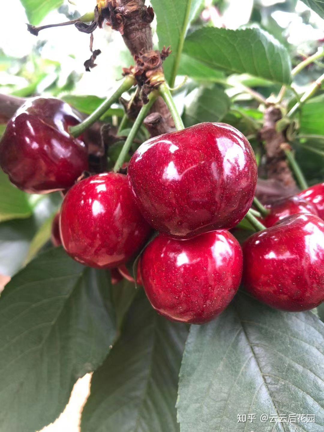 味蕾脆甜多汁一口咬下红如玛瑙,莹润饱满个大核小六月,是大连大樱桃的
