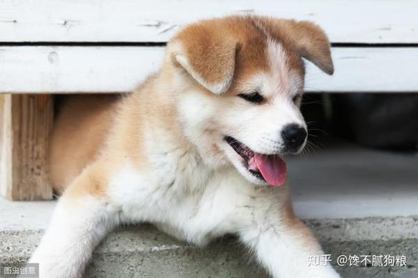秋田犬怎么了 为什么饲养的人这么少 原因很现实 知乎