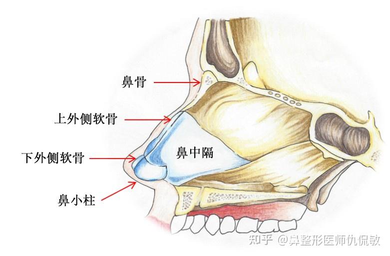 鼻修复 - 解剖结构篇 - 知乎