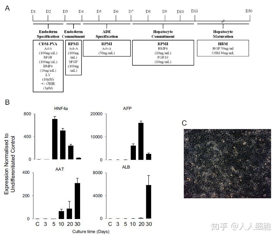 分化为肝细胞的步骤和条件,主要是一些因子如activin-a(人活化素a),b
