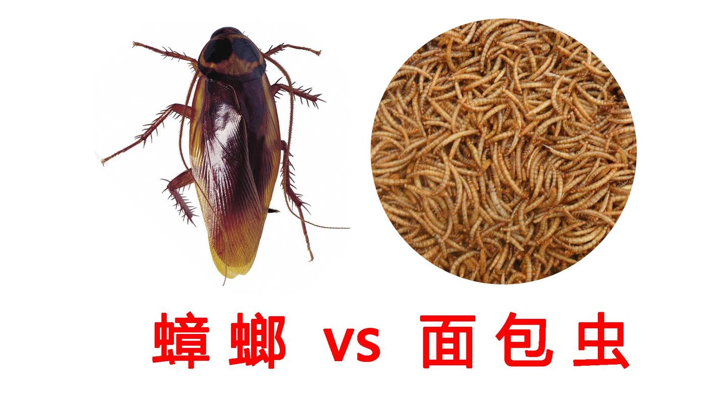 把蟑螂扔进一堆面包虫当中 到底是谁吃了谁 重口味慎入 知乎 把蟑螂扔进一堆面包虫当中 到底是谁吃了谁 重口味慎入 知乎