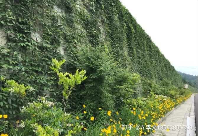 如何准确地选择边坡绿化植物