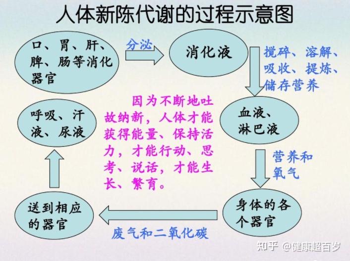 人体新陈代谢与中医养生 - 知乎