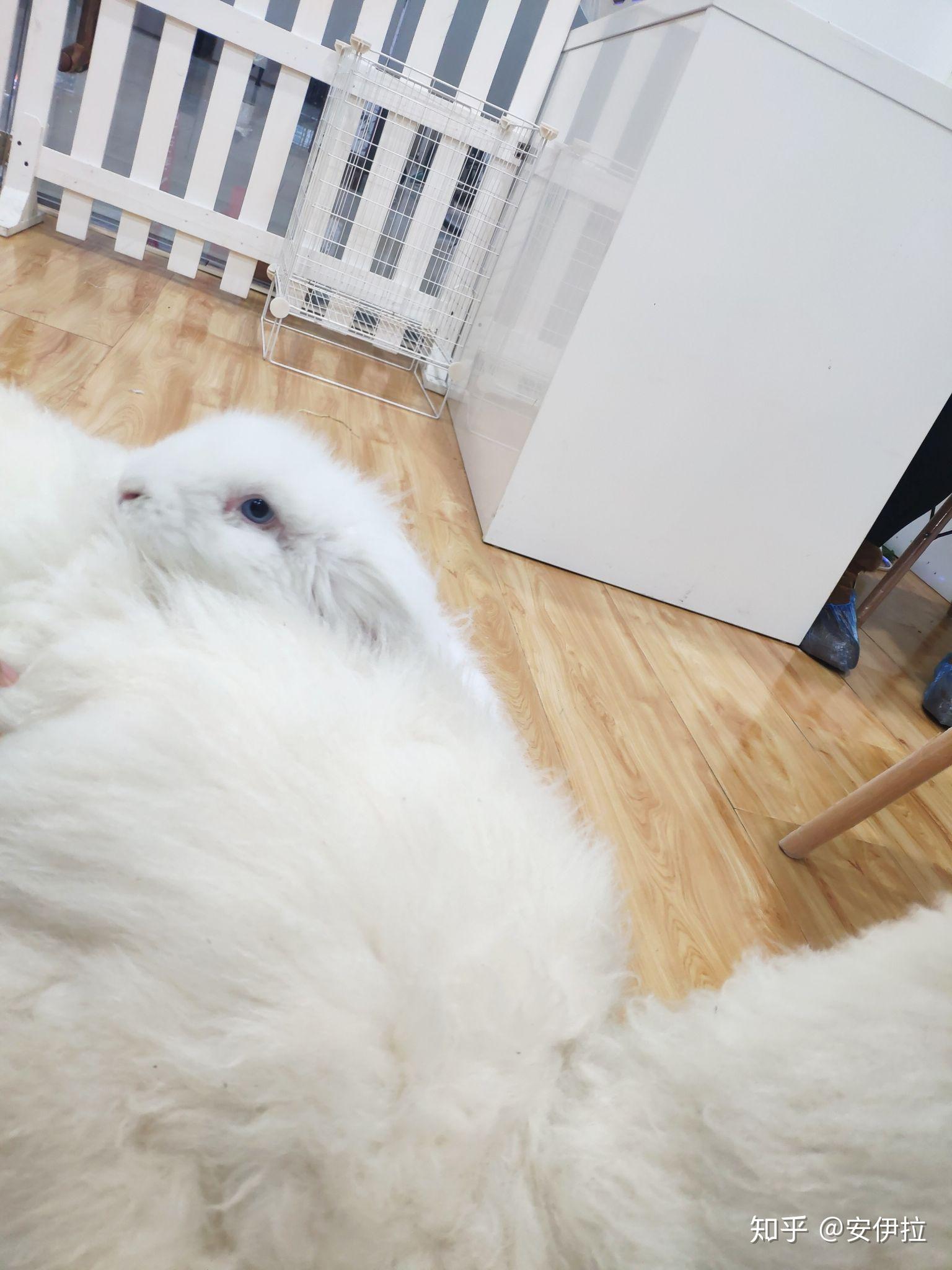 你养的兔子多久才出现贵妃躺