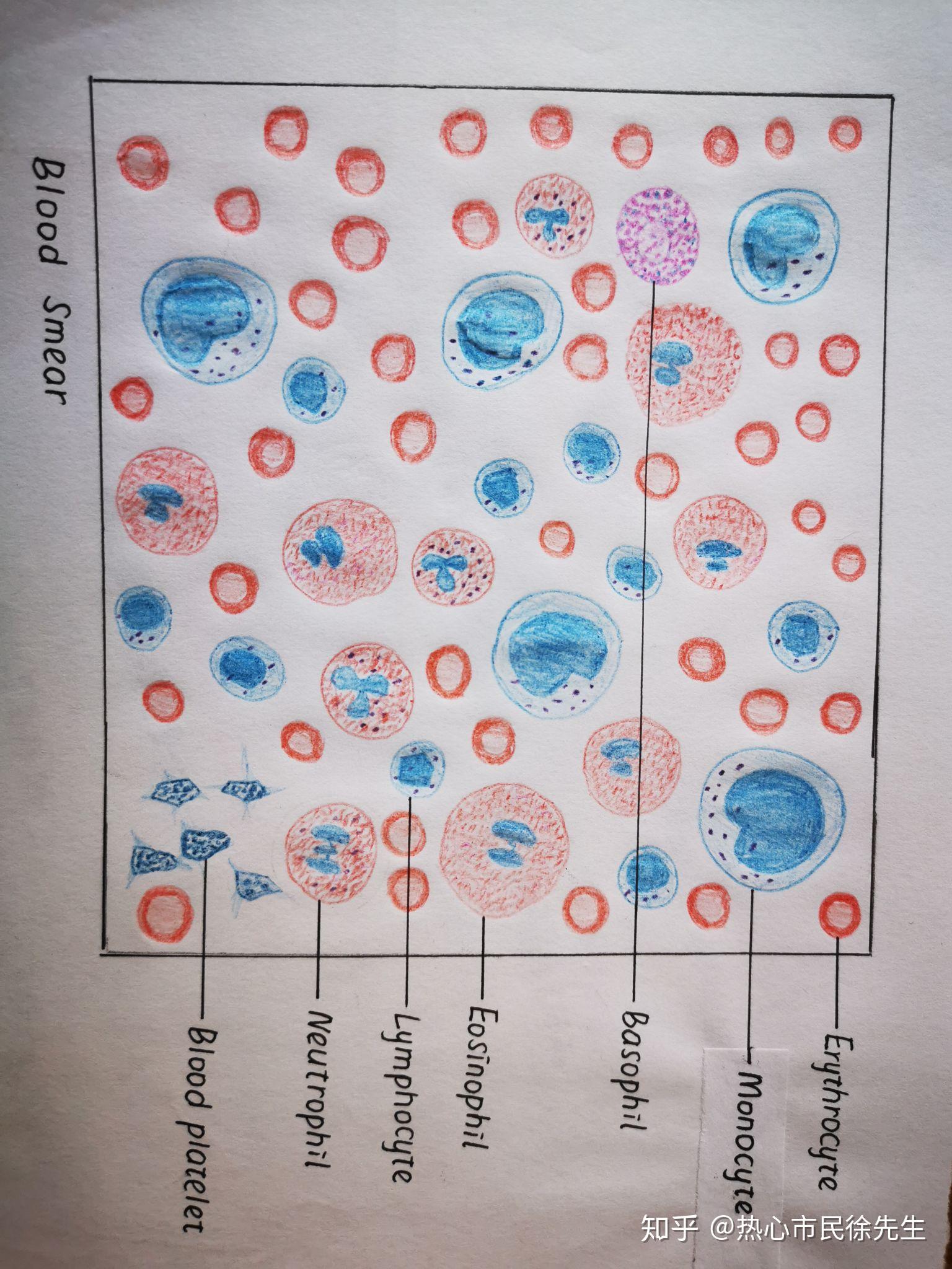 浆细胞绘图 红蓝铅笔图片