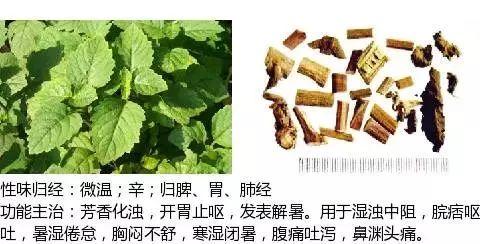 500余种中草药图  第142张