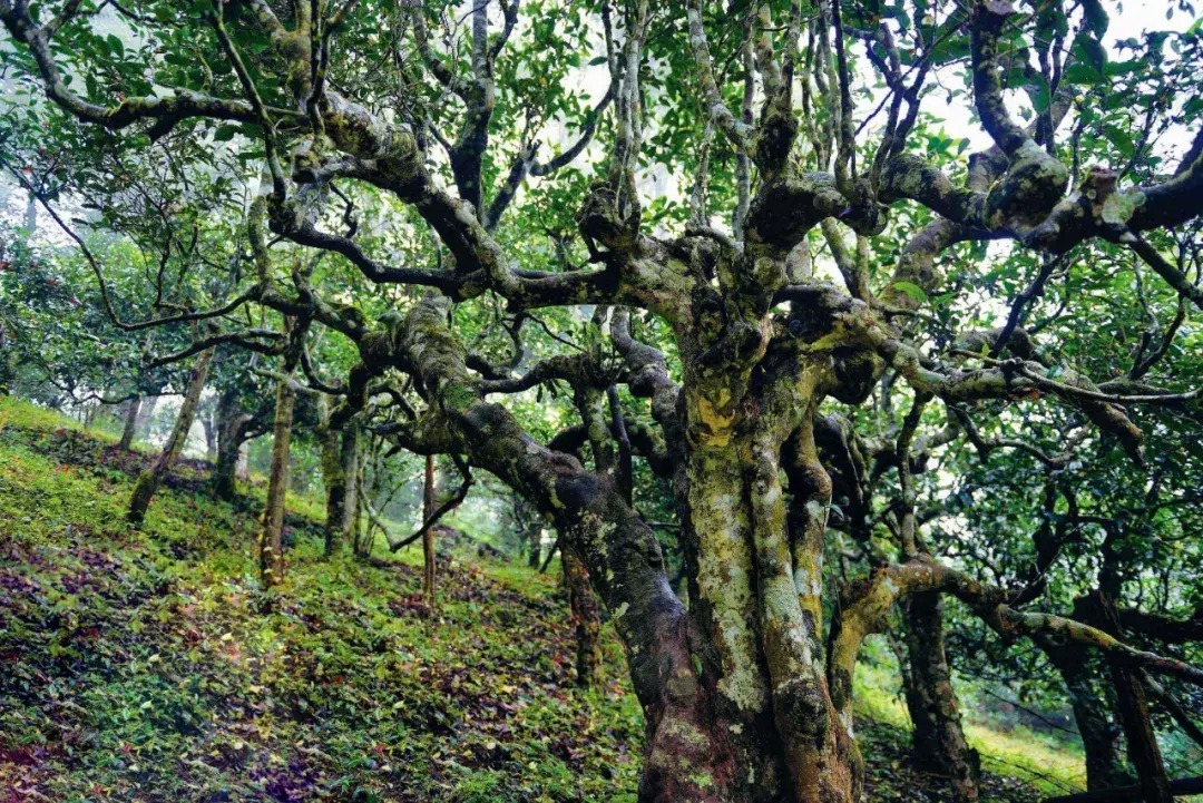 天价普洱为什么皆是古树茶