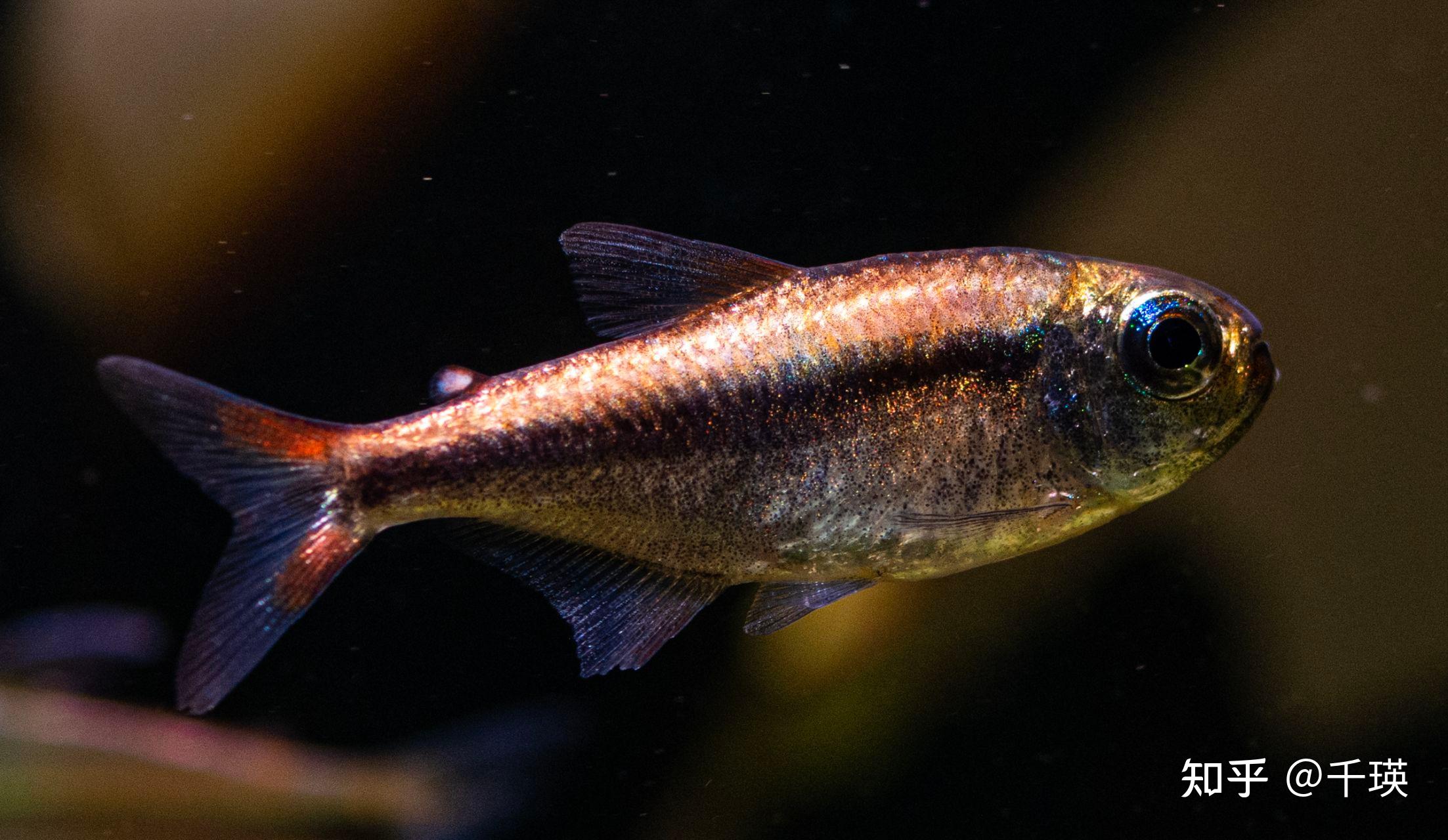 灯鱼鉴赏推荐,好看的南美小型鱼 - 知乎