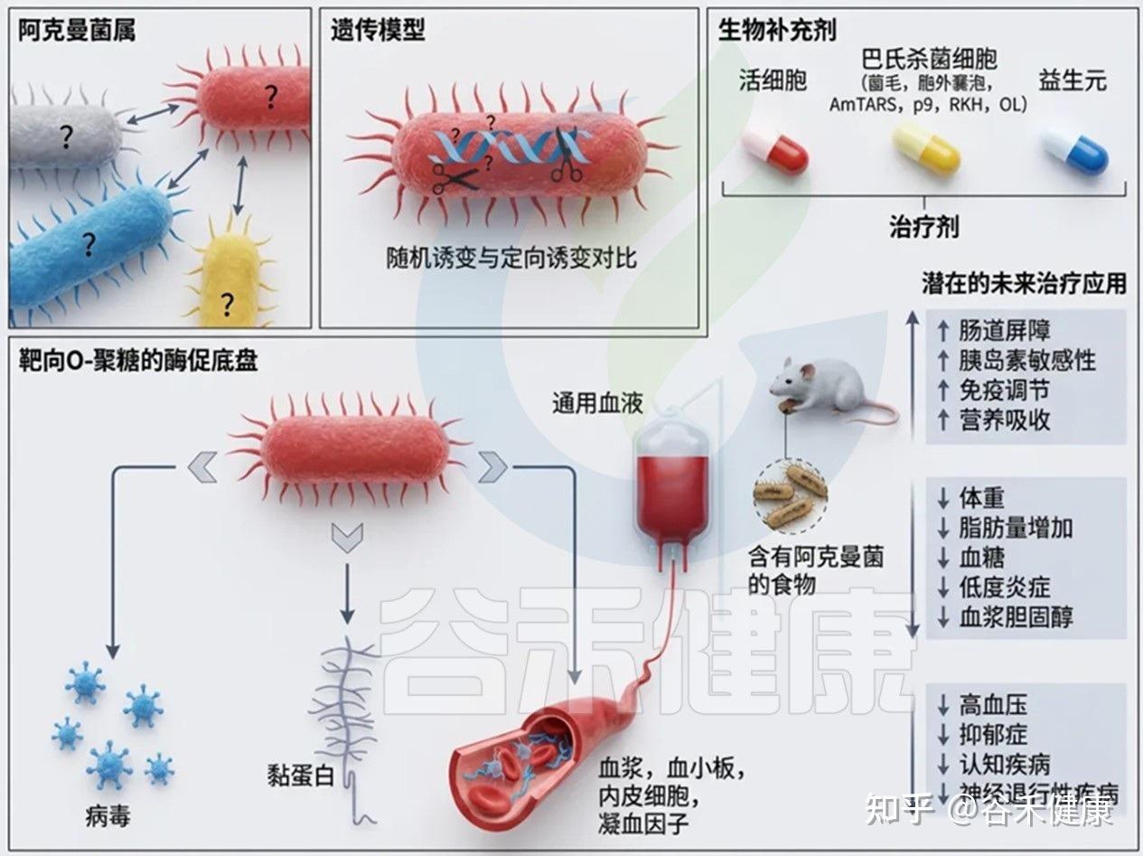 双面明星菌:Akkermansia muciniphila——从肠道微生态到情景治疗的探索 - 知乎
