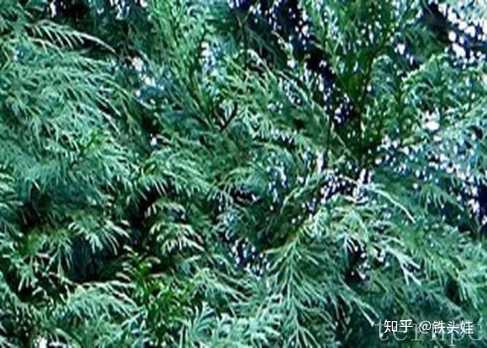 优秀的造林树种——台湾翠柏 - 知乎