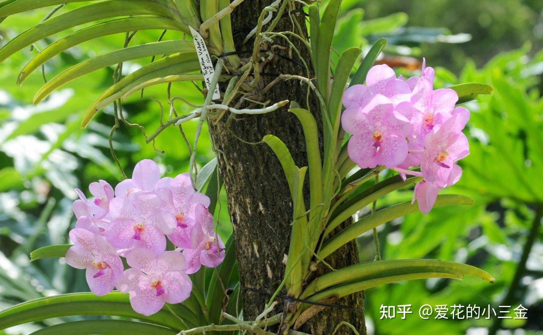 万代兰:不需要土壤的兰花战士 - 知乎