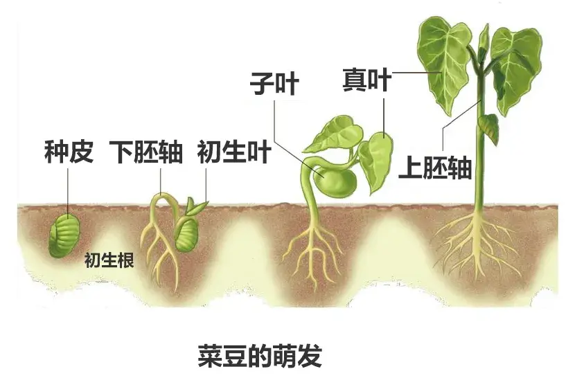 子叶:子叶是种子萌发后幼苗的第一片胚叶(图4,以菜豆为例)
