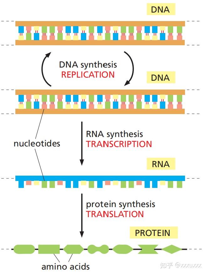 随知 | 细生Molecular Biology of the Cell教材学习（2） - 知乎