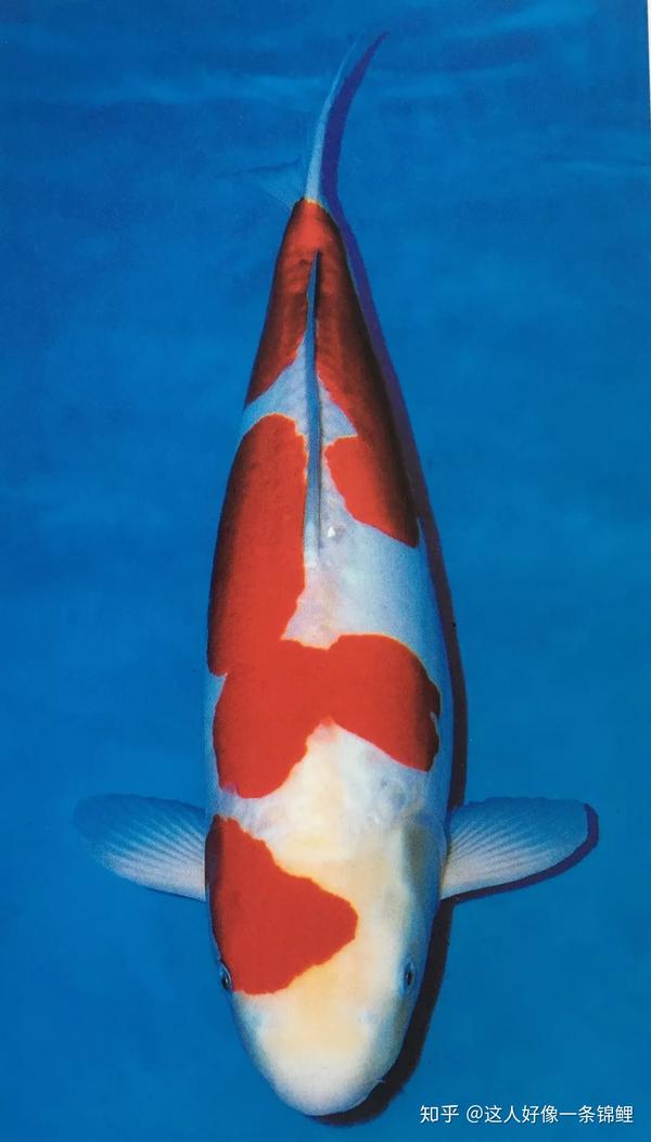 锦鲤73 红白73 篇 - 知乎
