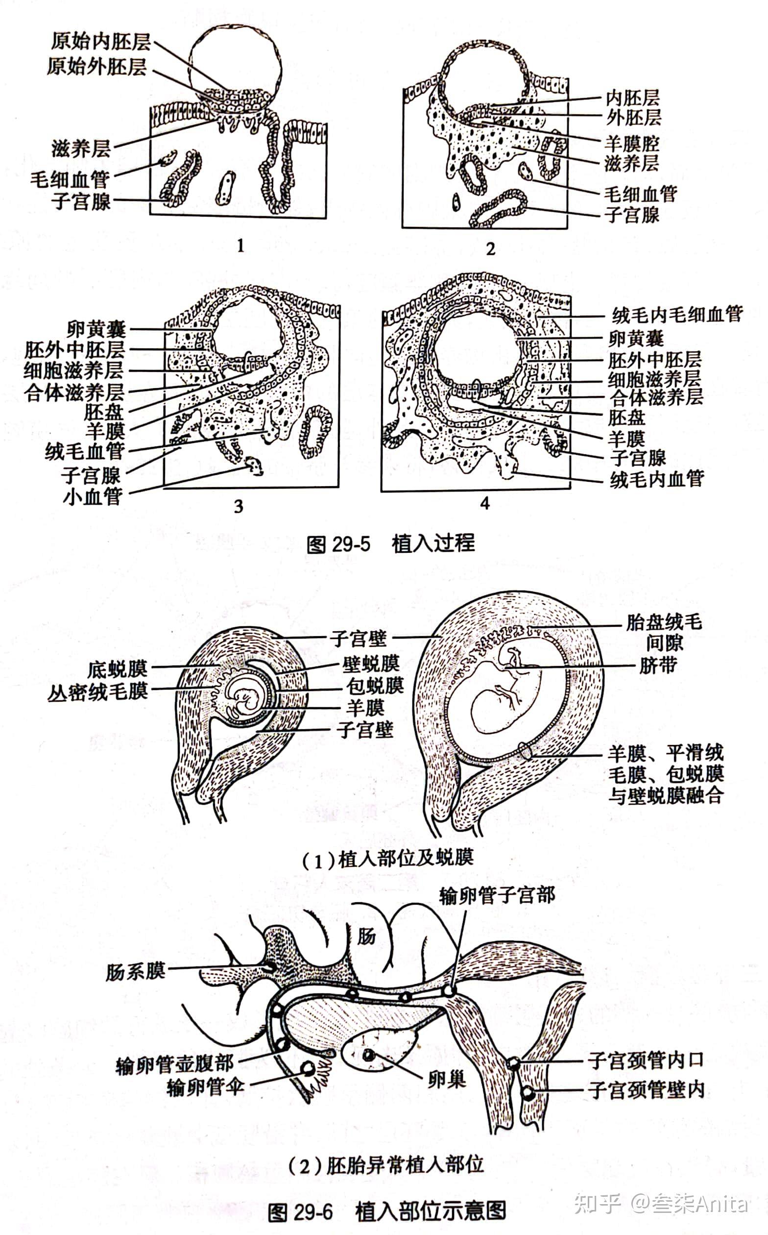 胚囊的植入和羊膜腔的形成abb204—51/2周大的胚胎abb20