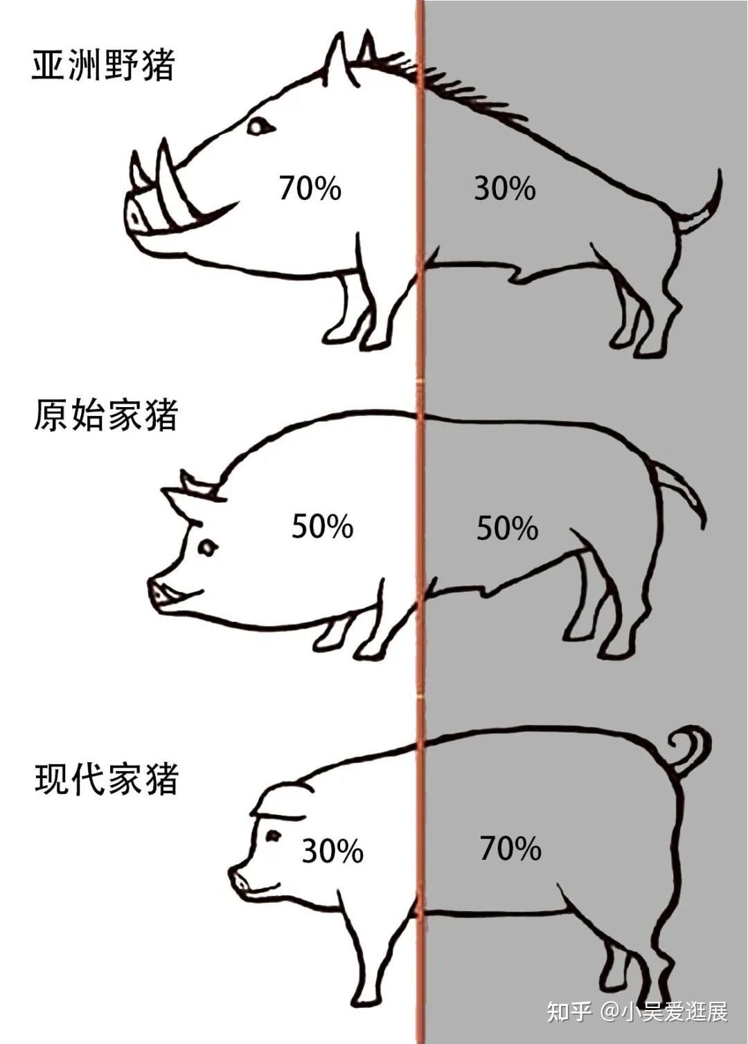 猪的一生流程图图片