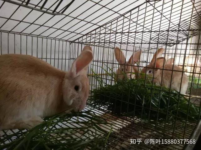 福建黄兔养殖场图片