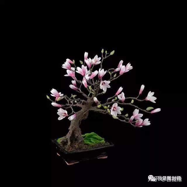 世界上最贵盆栽,一盆就是一座房子-最贵的盆景是什么品种