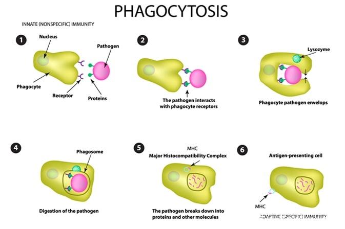 White Blood Cells Engulf Pathogens By A Process Known As