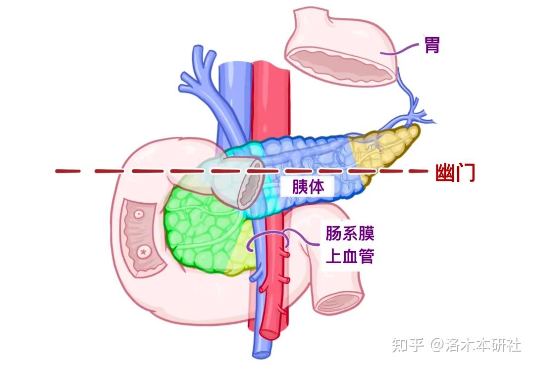 解剖学基础——腹部内脏篇（胰腺和脾脏） - 知乎