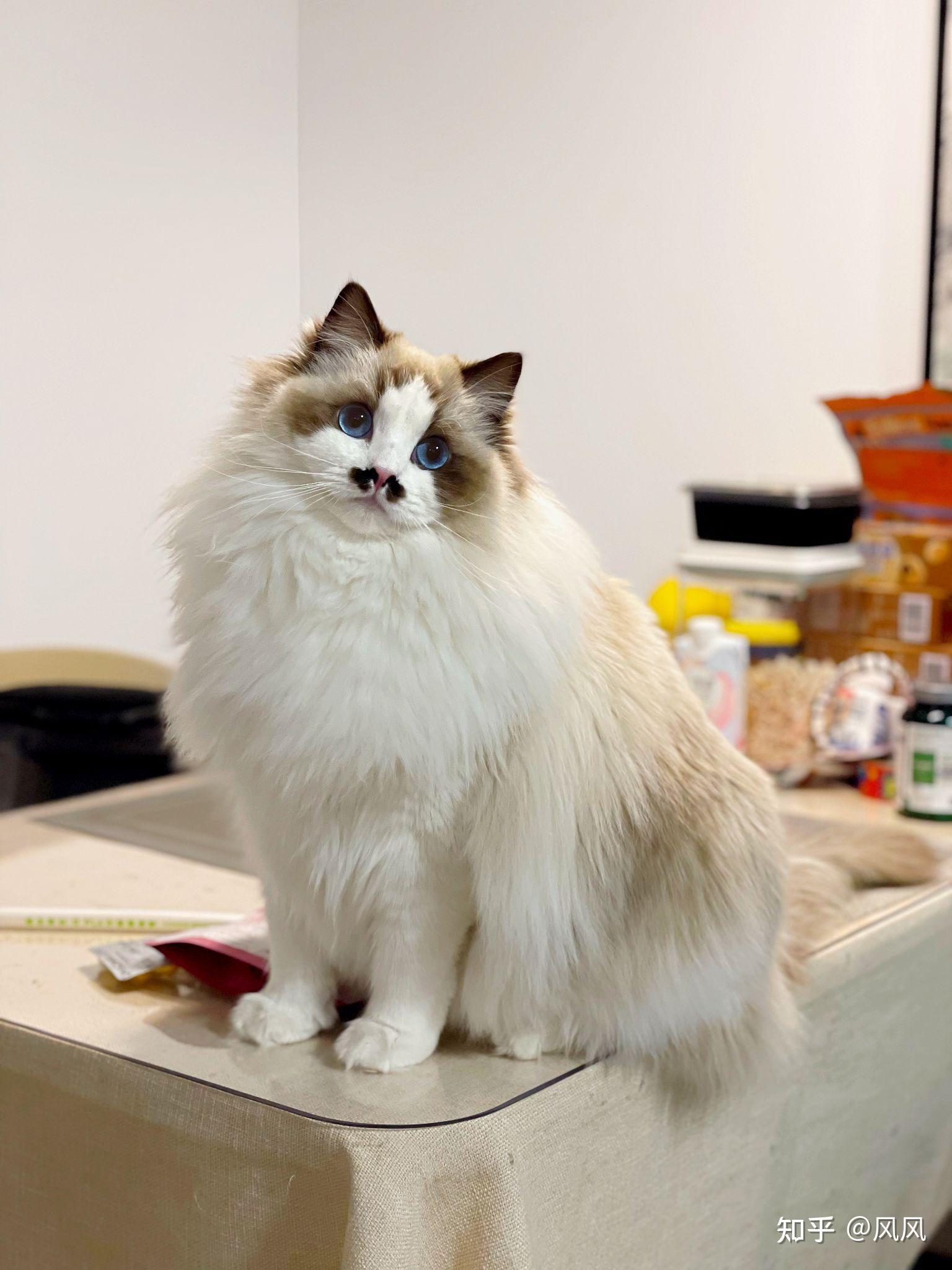 想看看你们布偶长大后什么样子? - 知乎