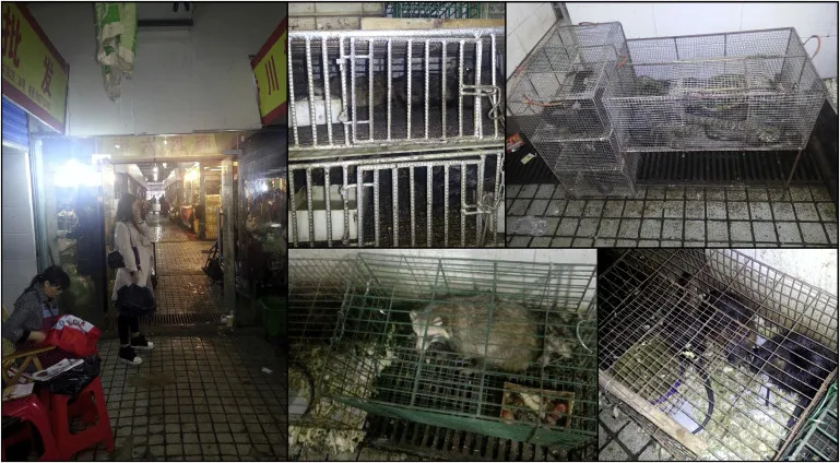 野生动物交易市场起的作用