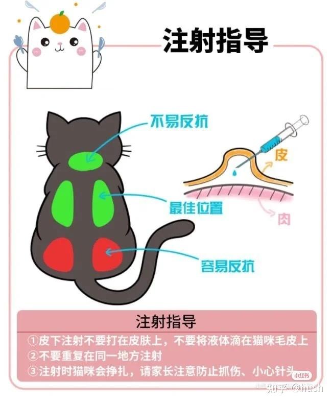 猫肌肉打针部位图解图片