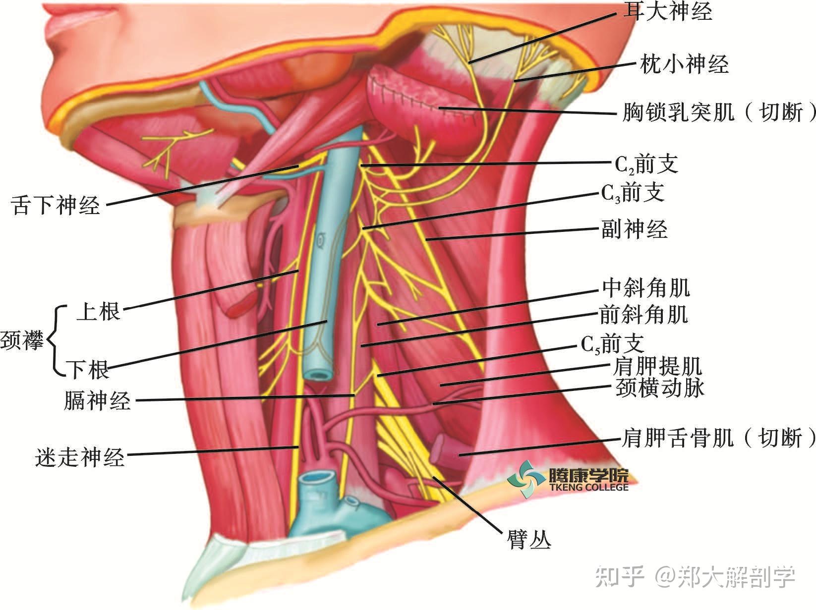 颈神经根解剖图片