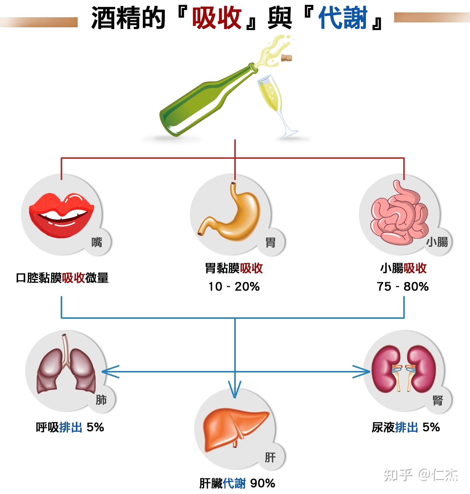 酒精代谢过程图片