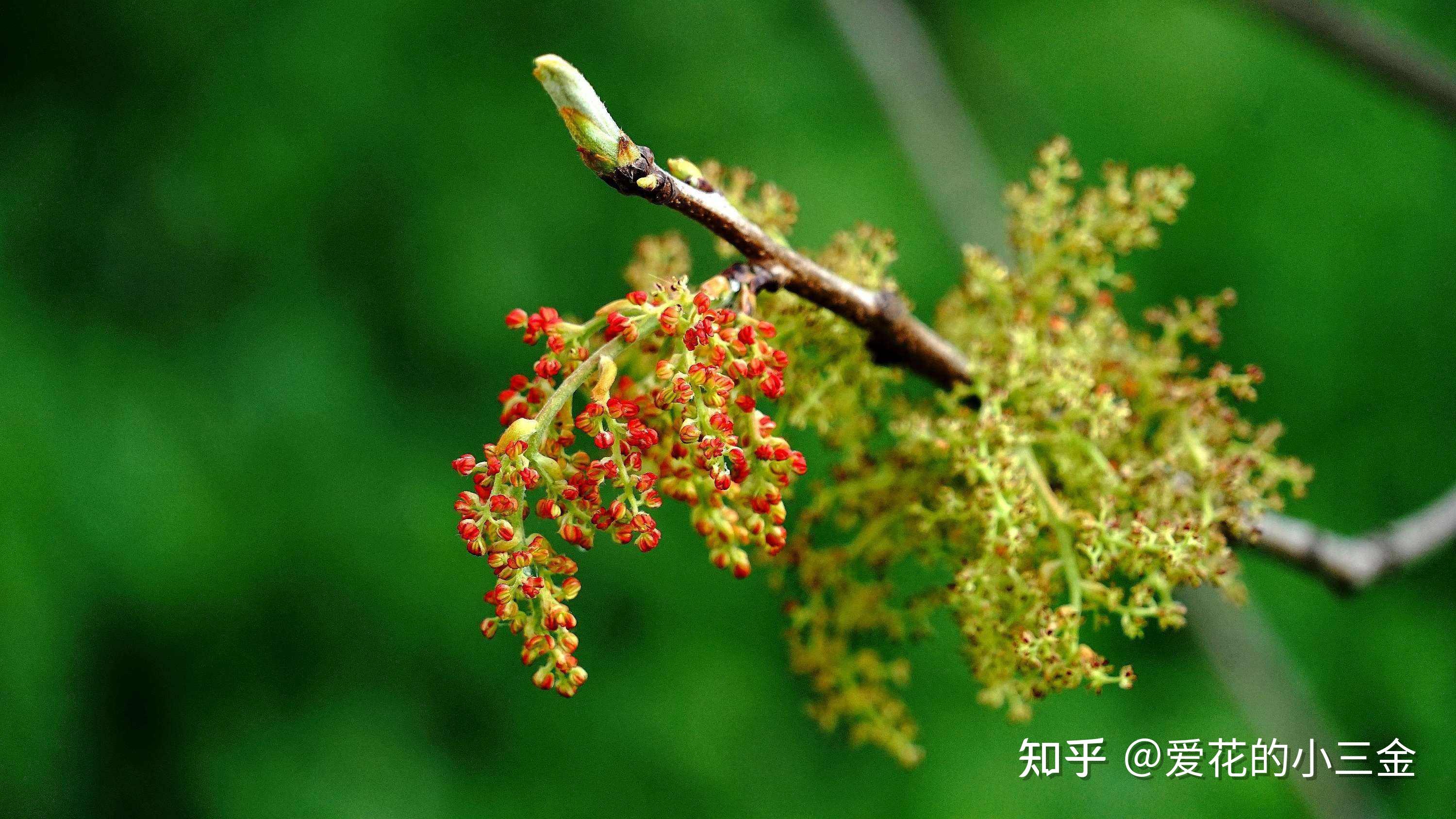 秋冬赏叶植物（二十）：黄连木 - 知乎