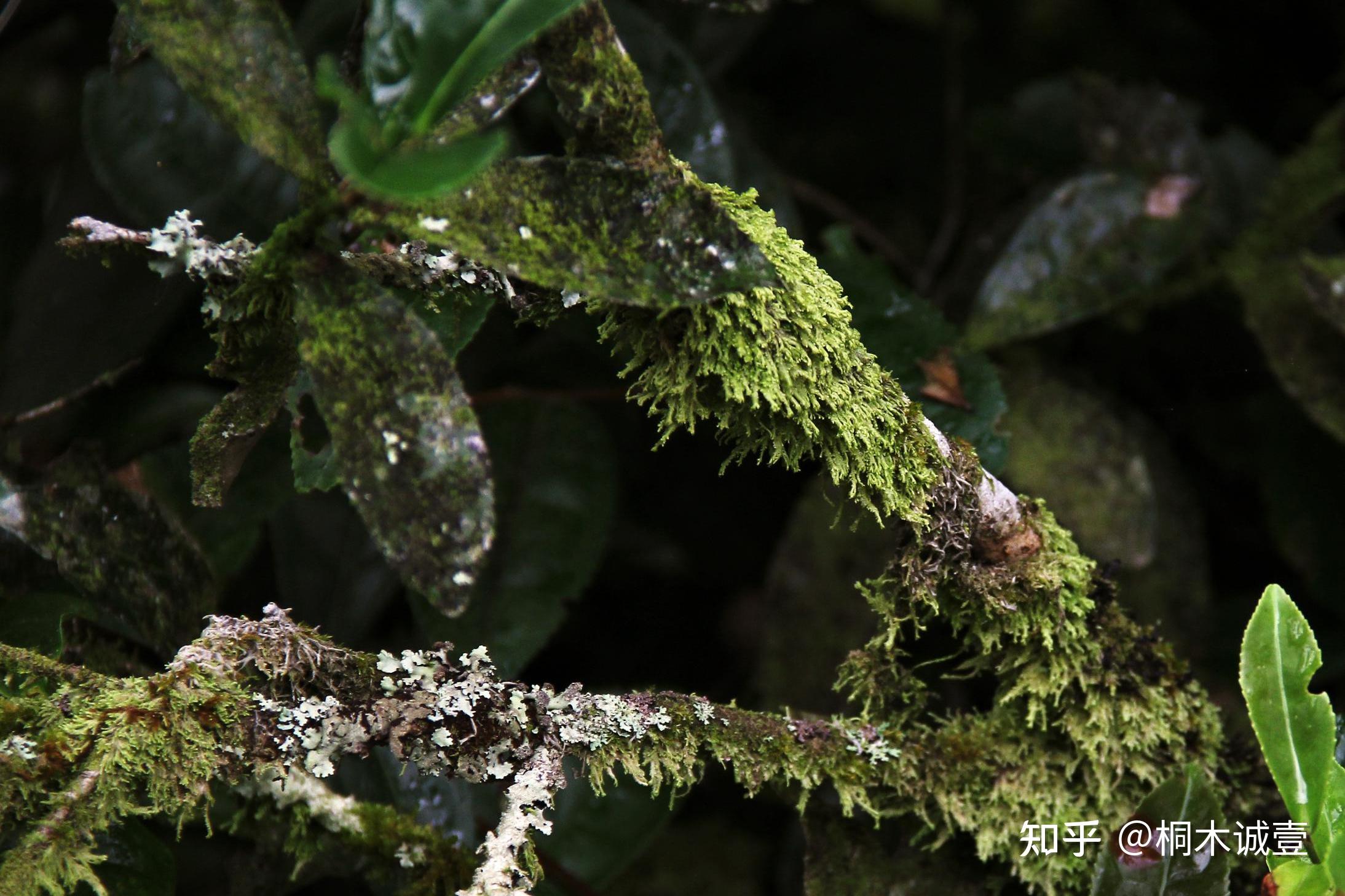 荒野老树,独特"枞韵"--百年野茶老枞红茶