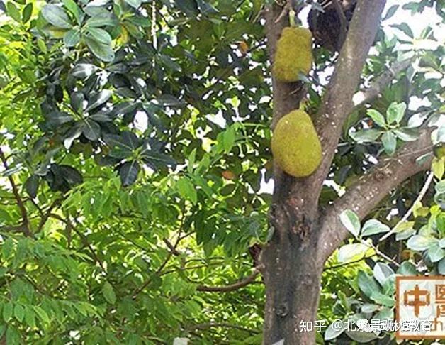 【景观人植物理论系列】华南地区常用常绿乔木总结 - 知乎