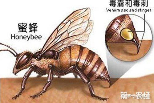 蜂毒可以外用还可以内服